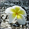 Flower2